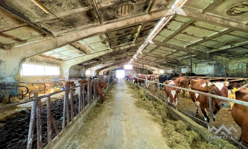 Dairy Farm in Samogitia
