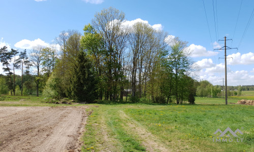 Old Homestead in Pavilkiai