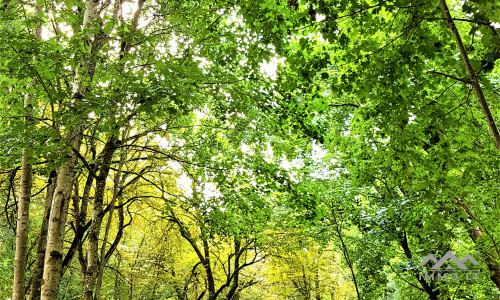 Pliaterių dvaro oranžerija Šateikiuose